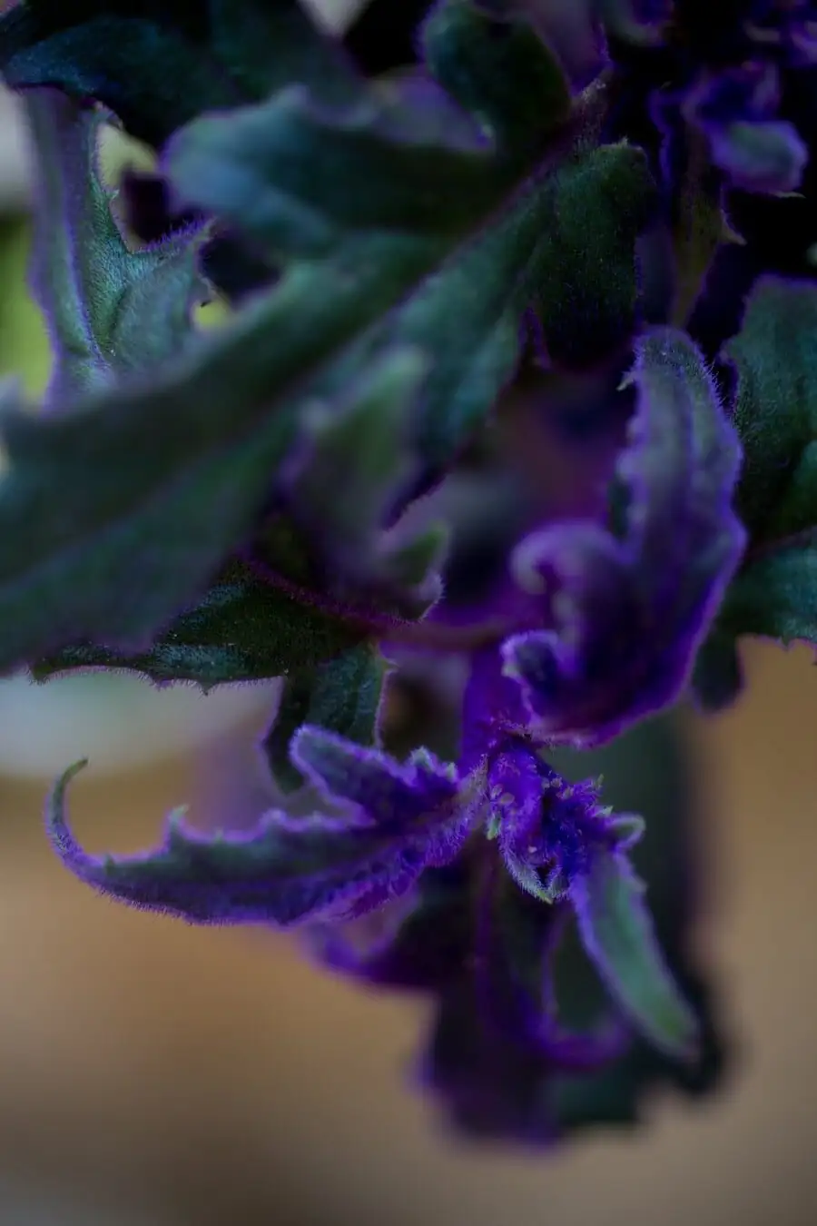 From Java’s Forest Edge to Your Windowsill: How Purple Passion Went Global