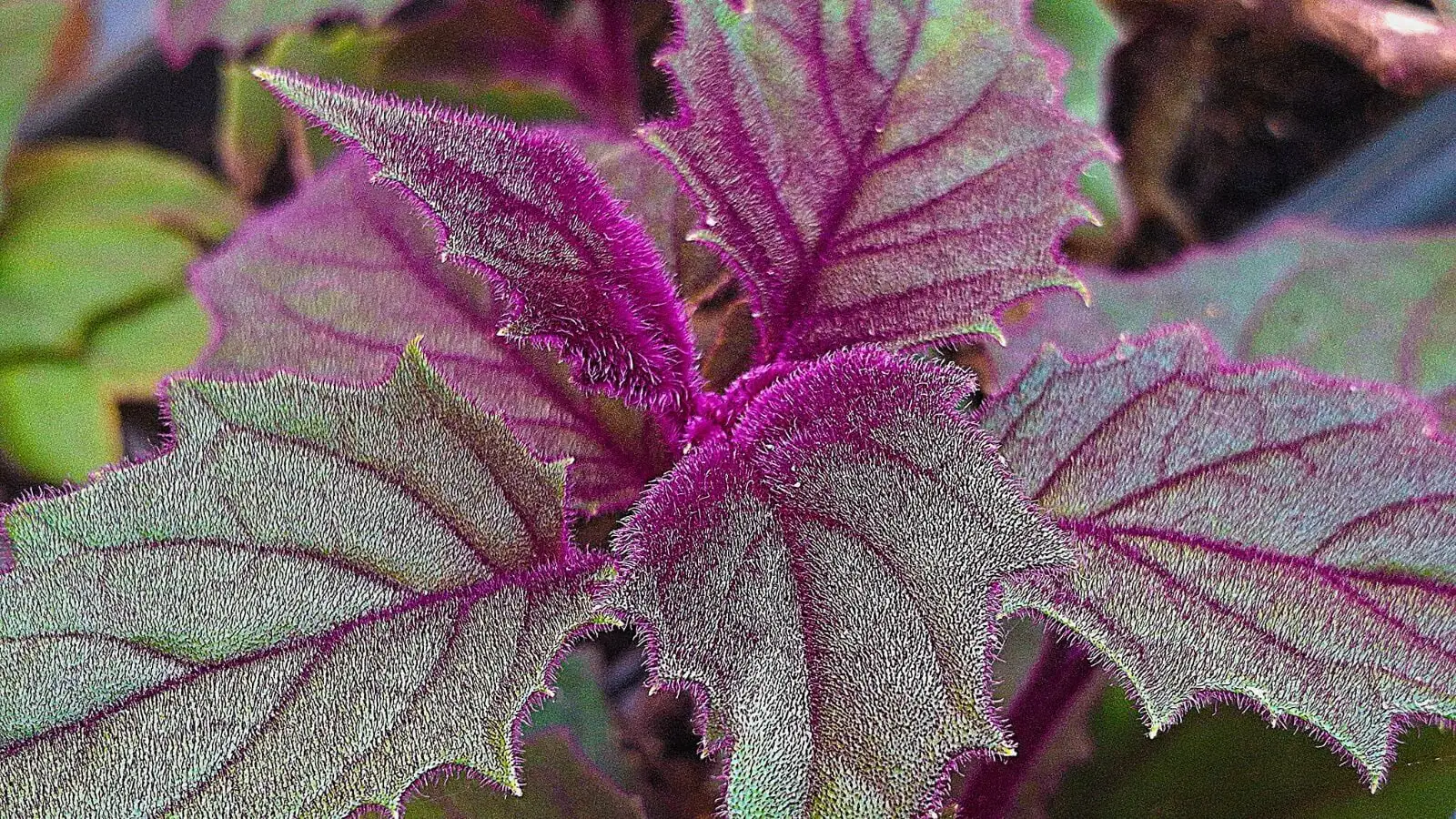 purple passion plant Java forest floor