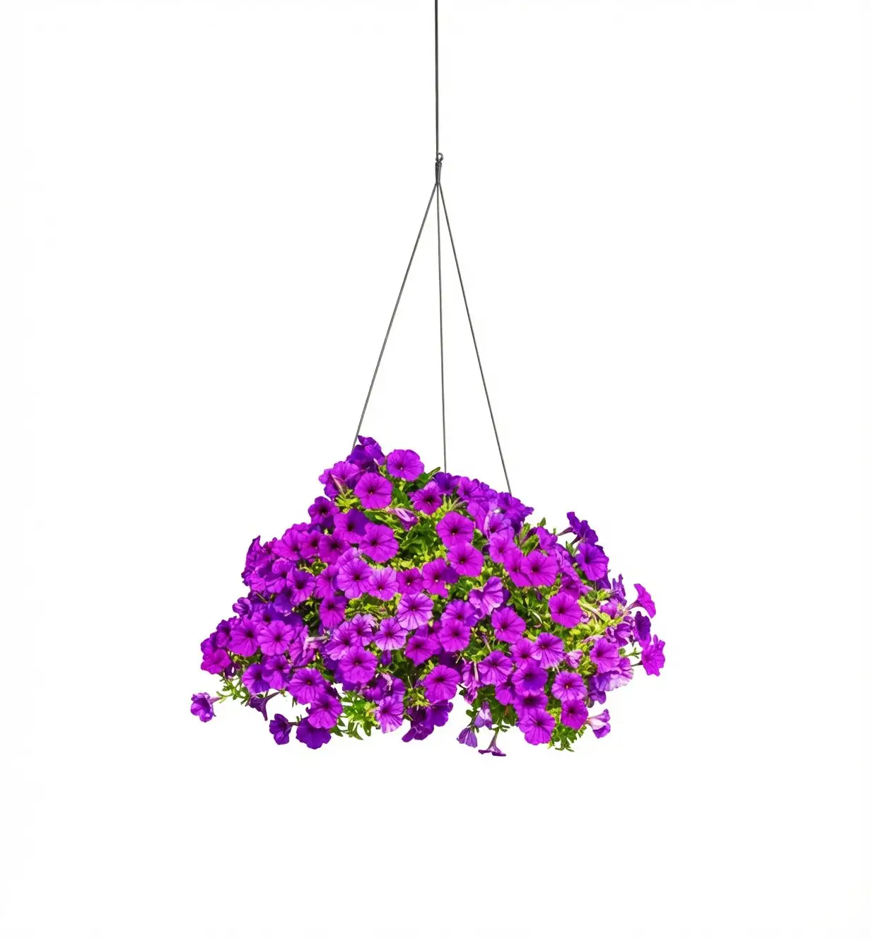 purple passion hanging basket indoor