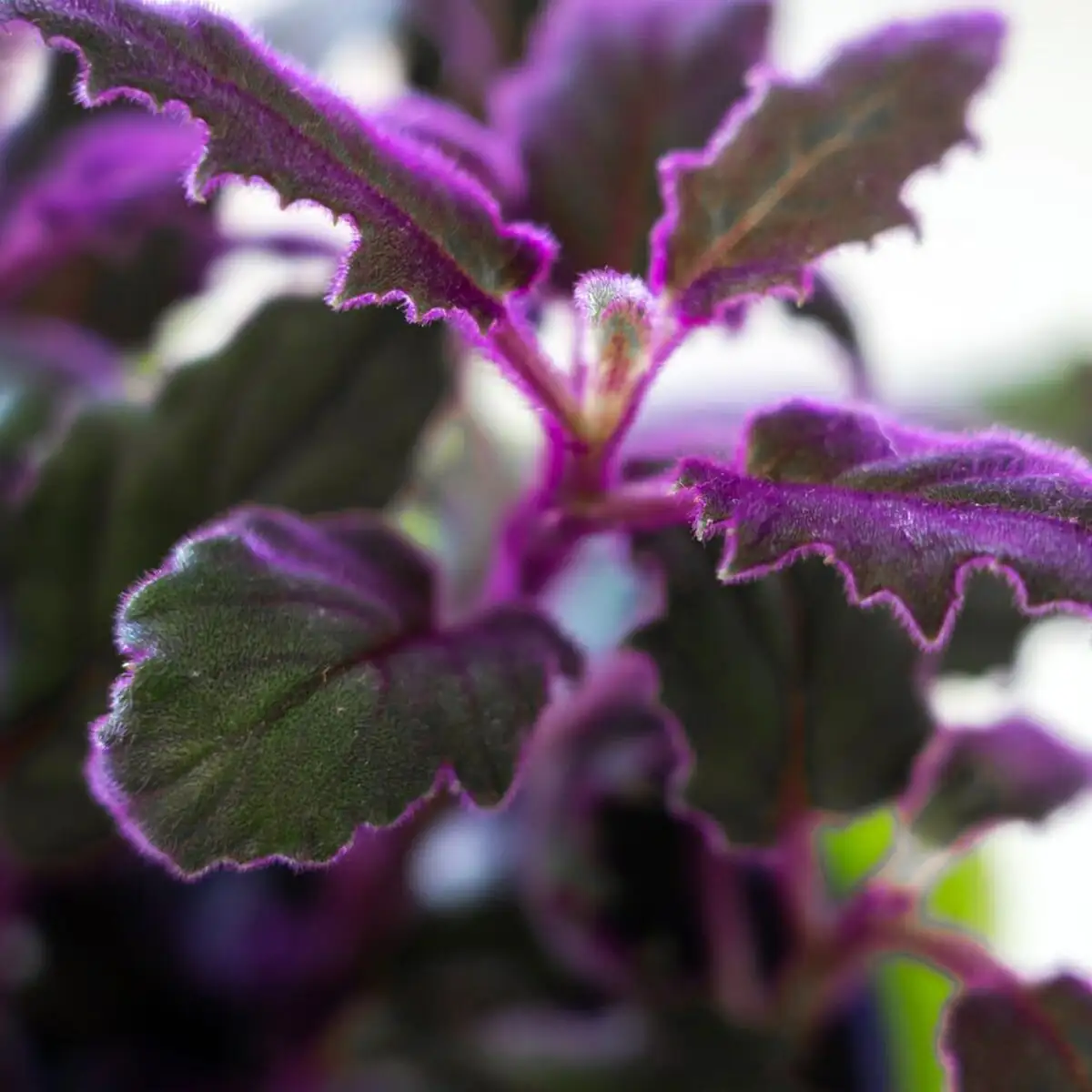 Velvet Illusion: Why Does Purple Passion Glow—and Why Do Its Flowers Smell Weird?