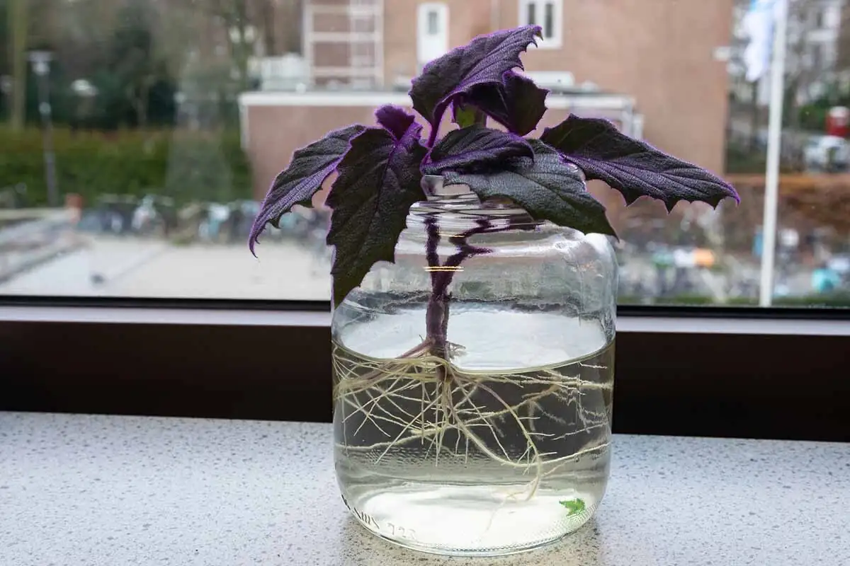 purple passion plant stem cuttings in water