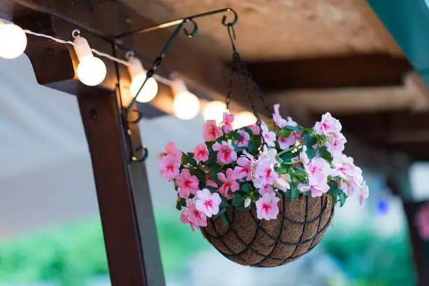 purple passion hanging basket window