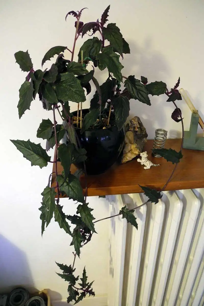 purple passion plant home office shelf