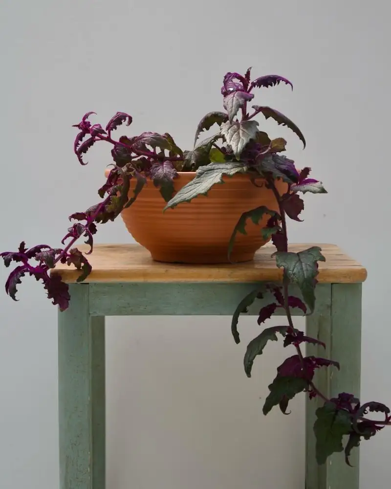 purple passion plant under grow light