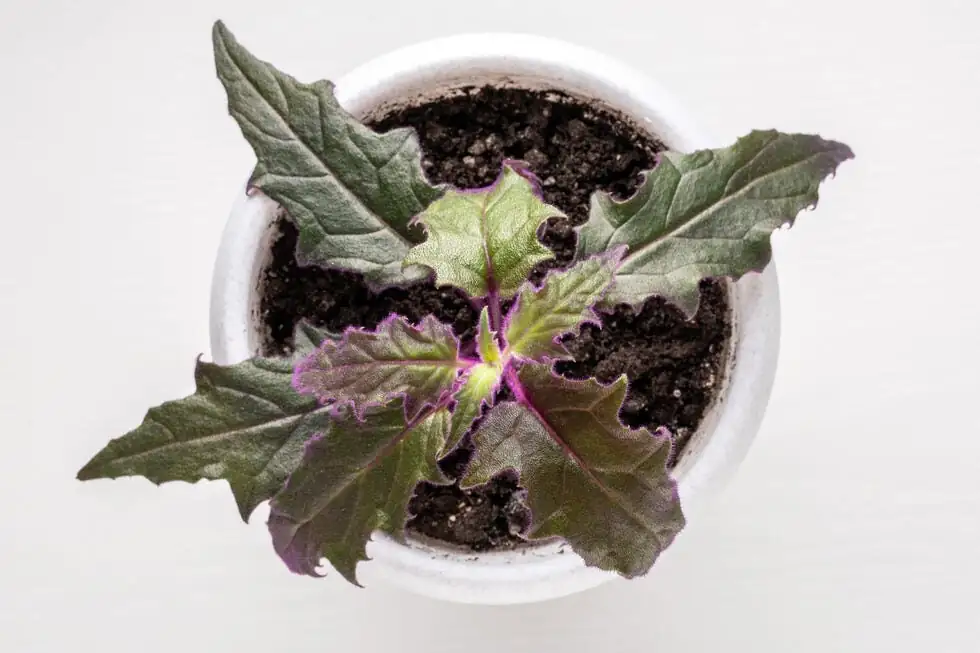 purple passion plant three cuttings pot
