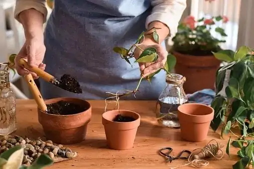 purple passion plant tip cutting