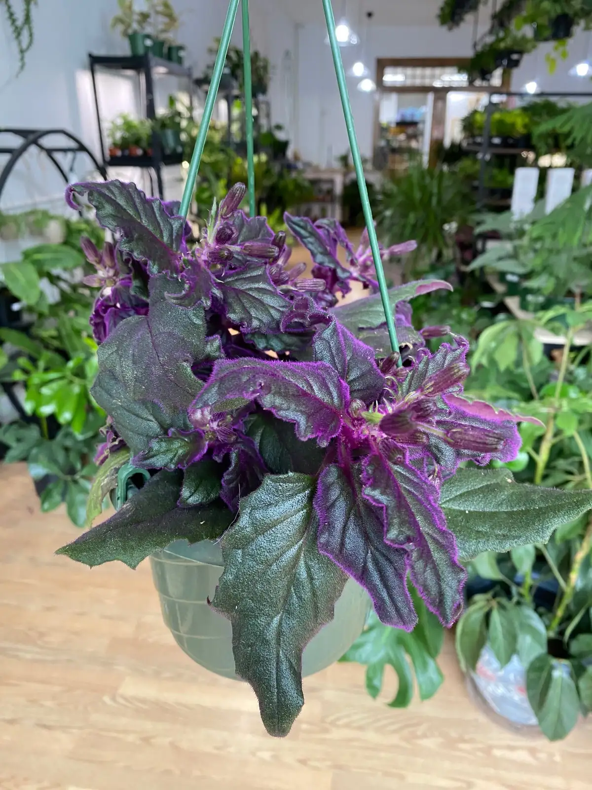 purple passion plant hanging basket cascading