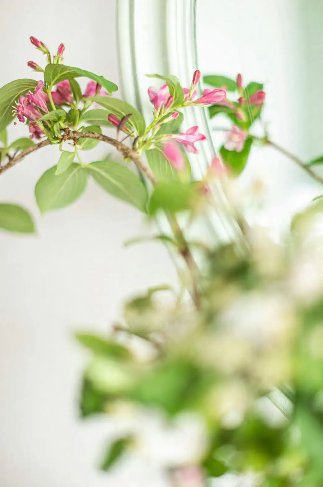 The Purple Passion Year: A Month‑by‑Month Care Calendar You Can Actually Stick To