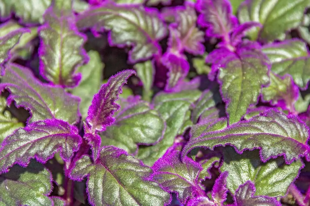 purple passion plant leaf close-up