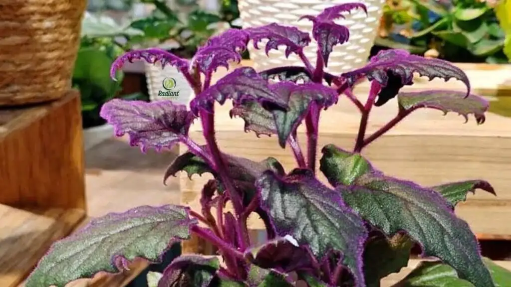 Microfuzz Magic: The Science of Gynura’s Purple Trichomes and How Light Turns Them Electric