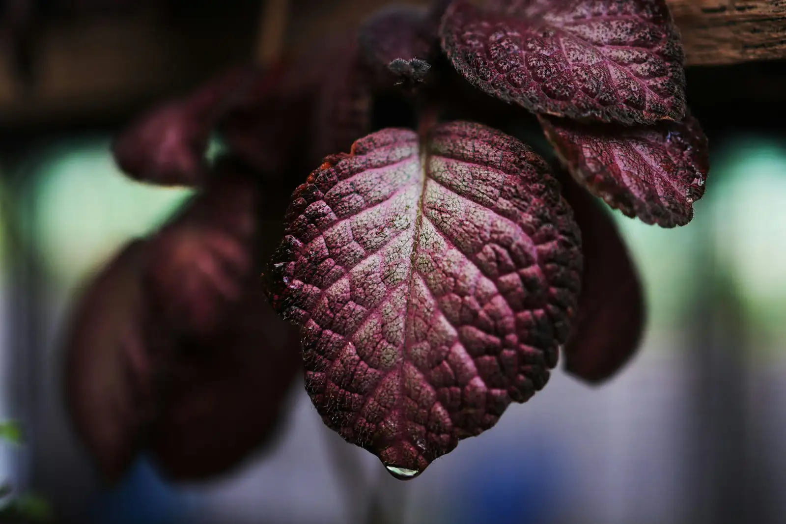 purple passion plant leaf hairs macro