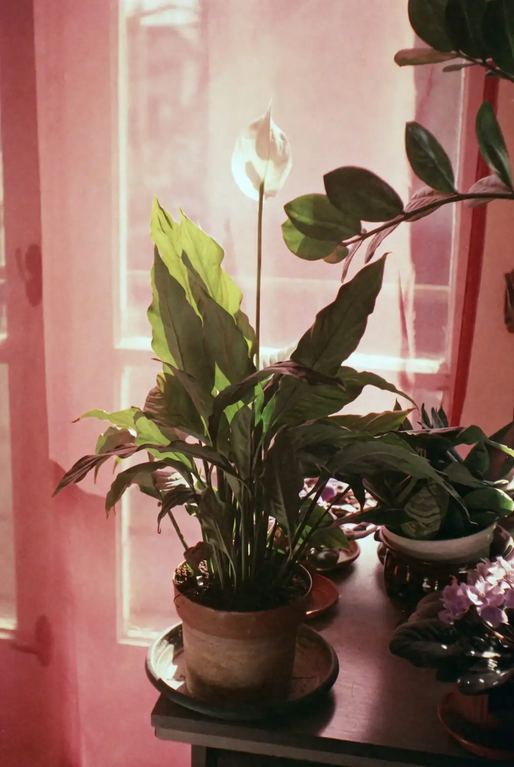 purple passion plant east window morning