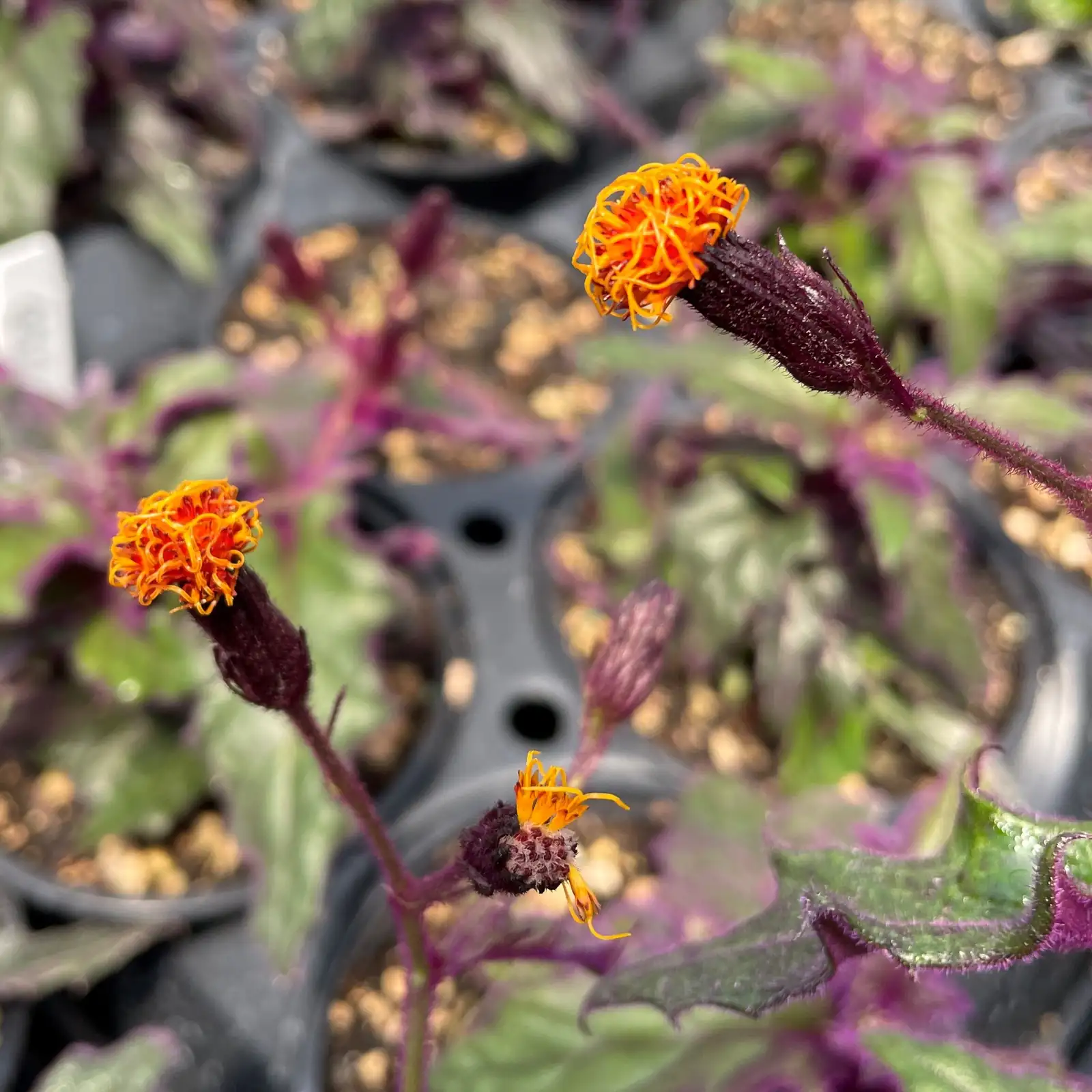purple passion plant yellow orange flowers