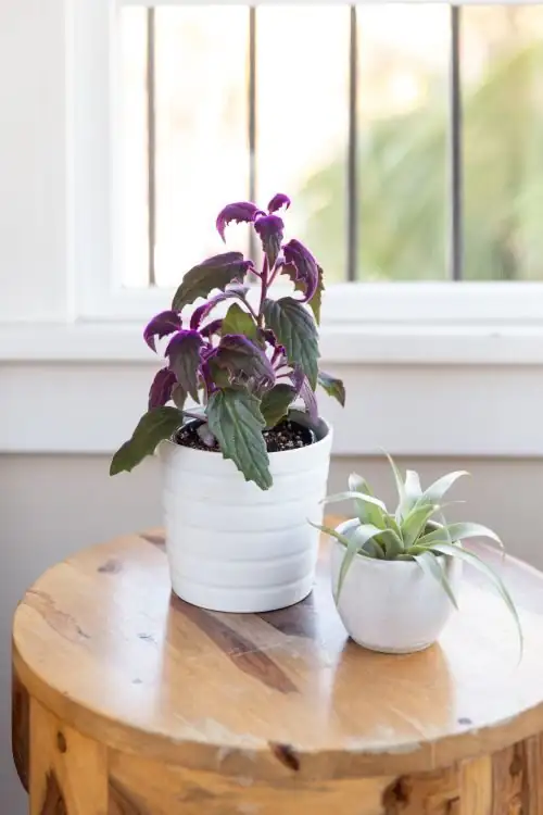 purple passion plant with desk fan