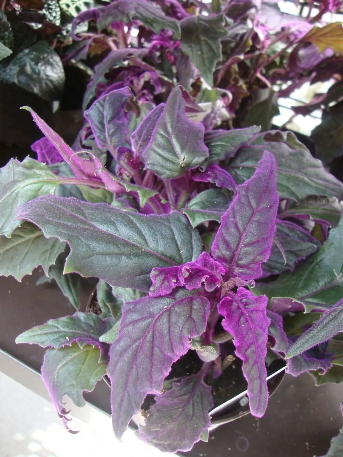hand pinching purple passion plant tips