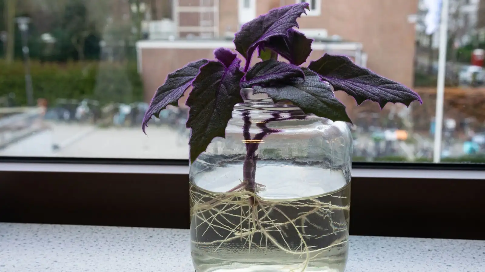 purple passion plant cuttings in water