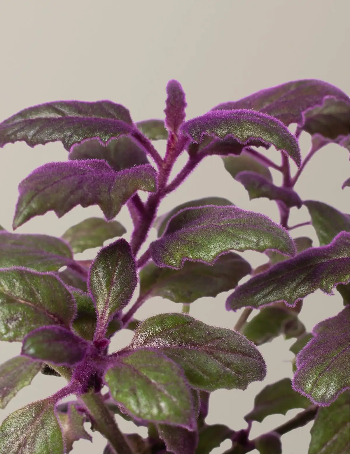 purple passion plant watering soil line