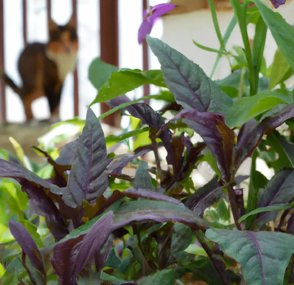 purple passion plant cat safe placement