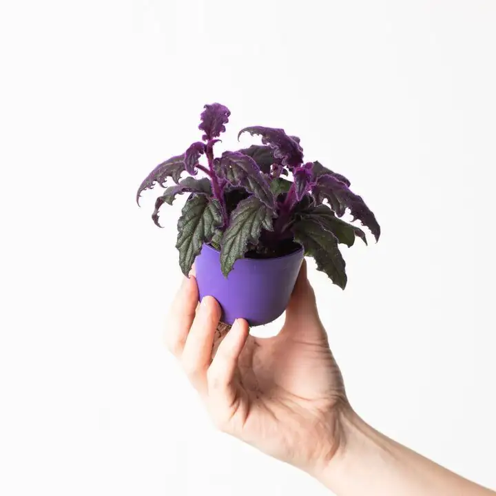 purple passion plant pebble tray