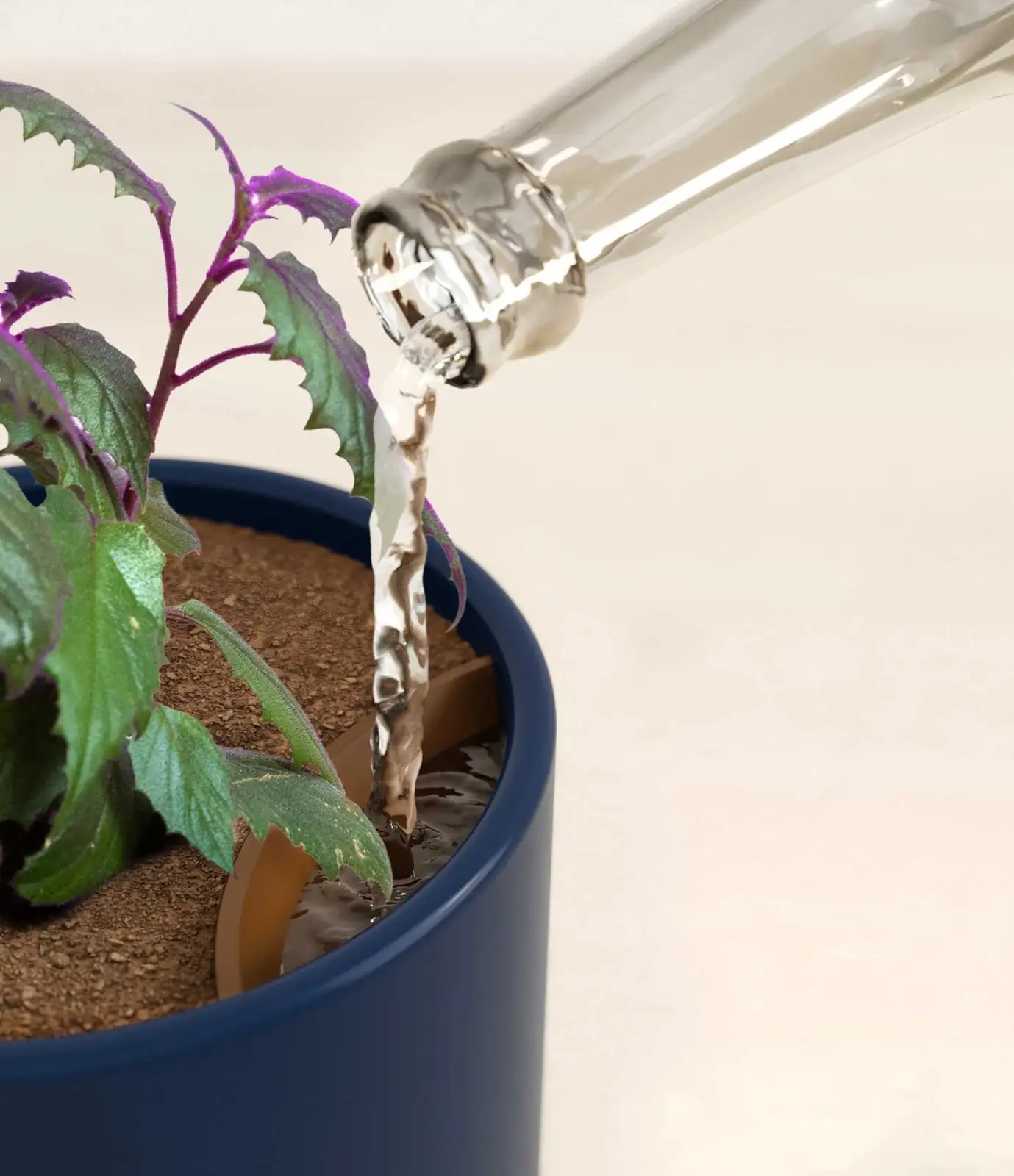 purple passion plant soil line watering