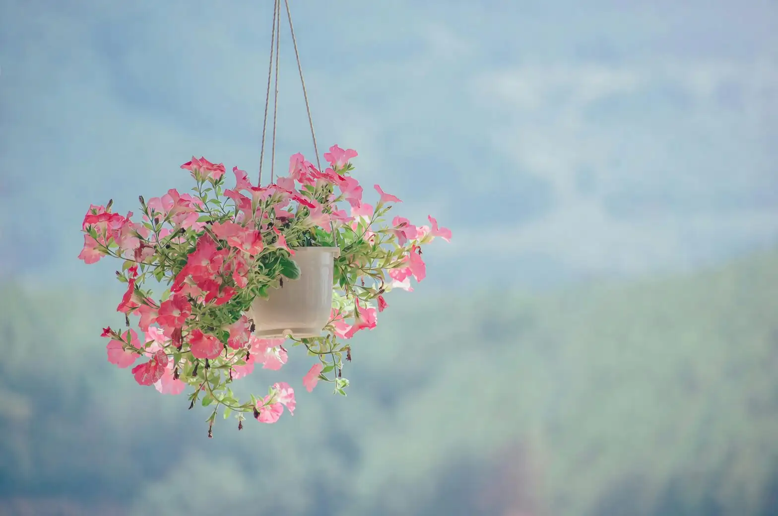 purple passion plant hanging pot