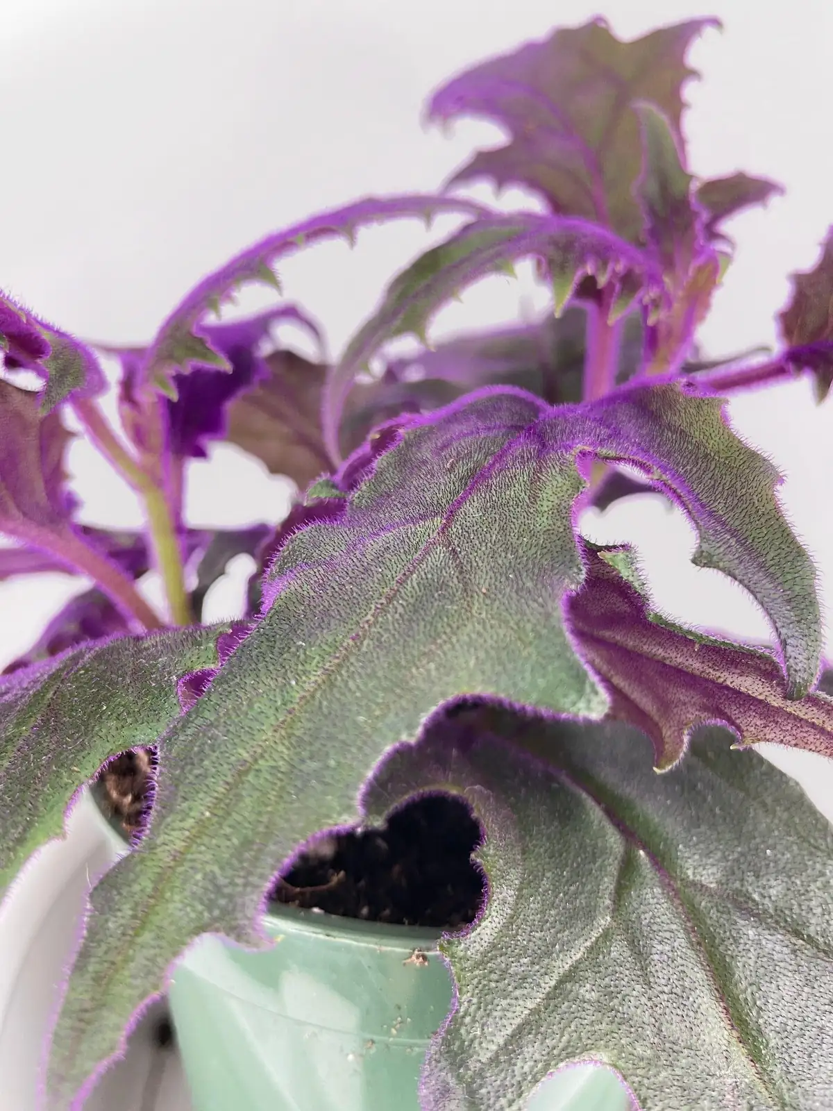 purple passion plant under grow light