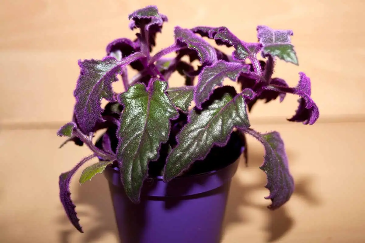 purple passion plant watering along rim