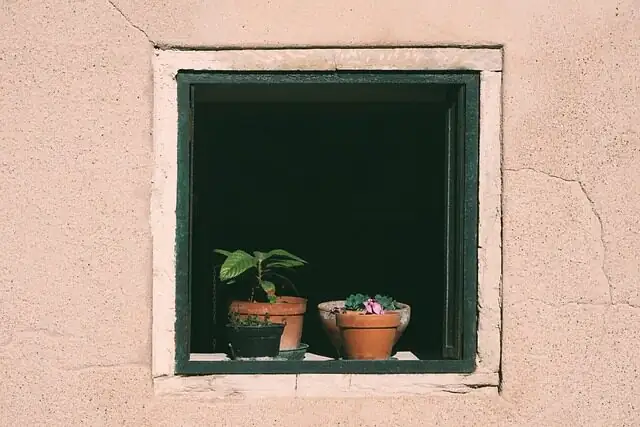 watermelon peperomia east window light
