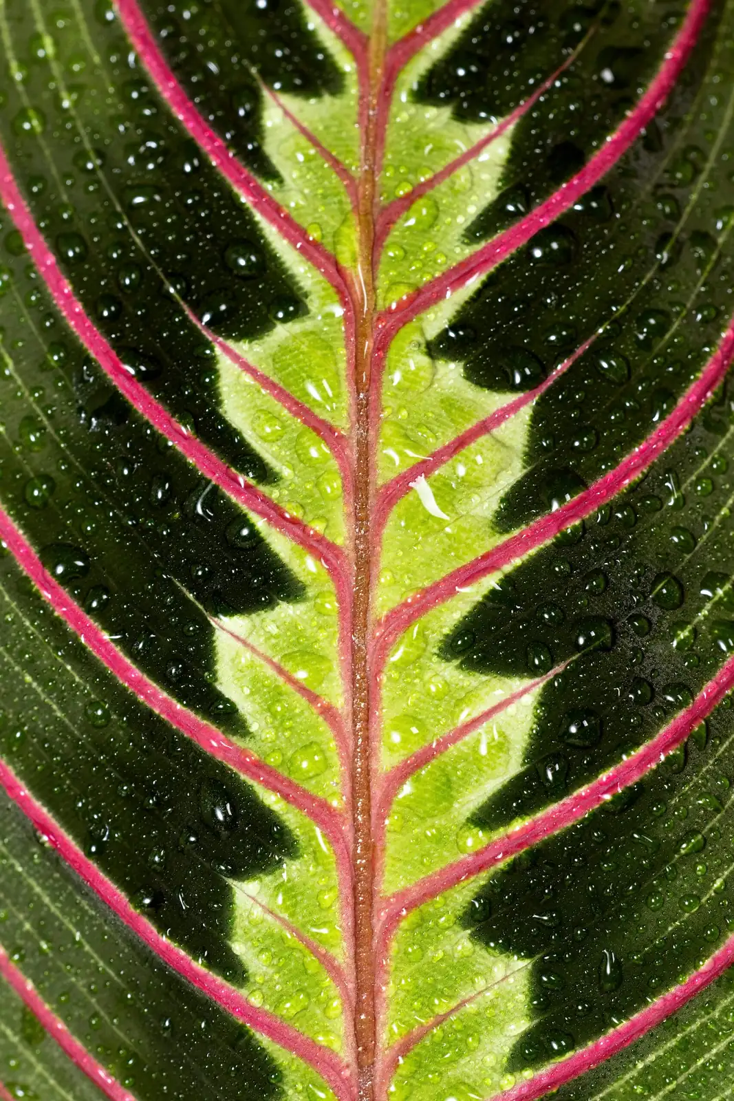 watermelon peperomia leaf stripes close-up