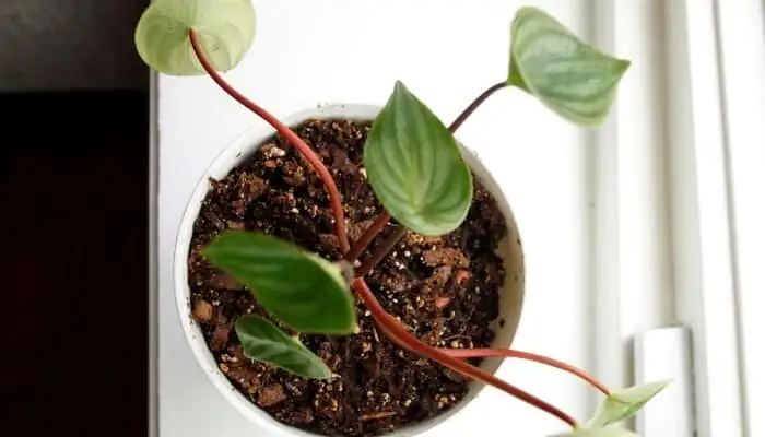 Mealybugs vs. Watermelon Peperomia: Early Clues, Fast Fixes, and Rot‑Proofing Your Mix
