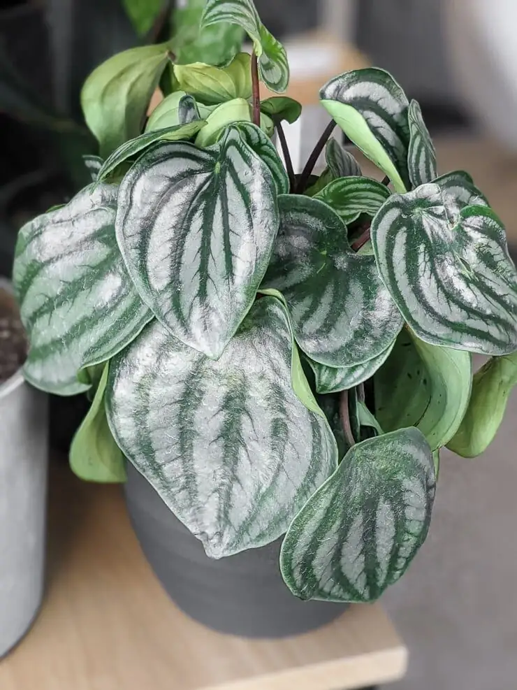 watermelon peperomia rinsing leaves sink