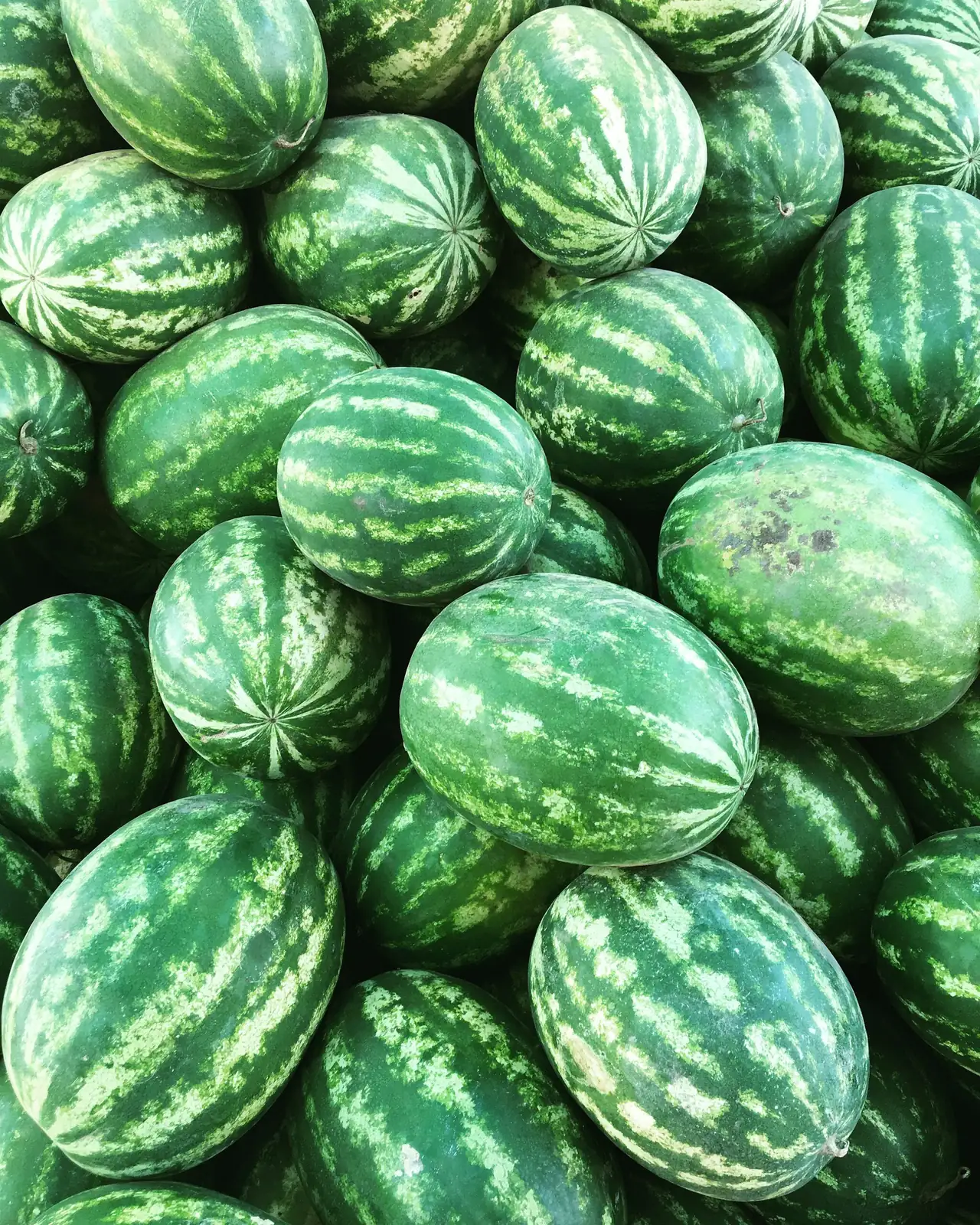 watermelon peperomia mealybugs cotton swab