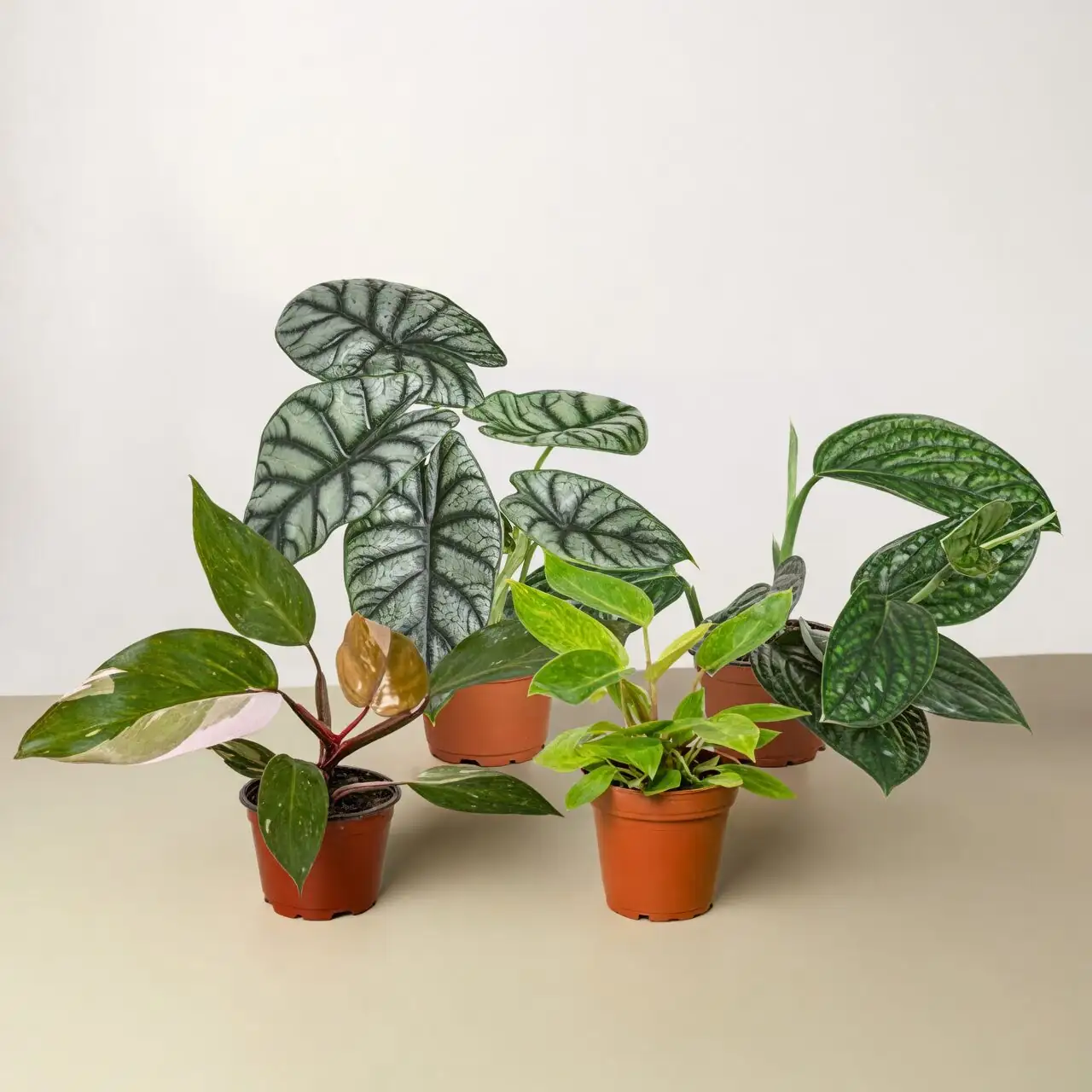 watermelon peperomia small fan airflow