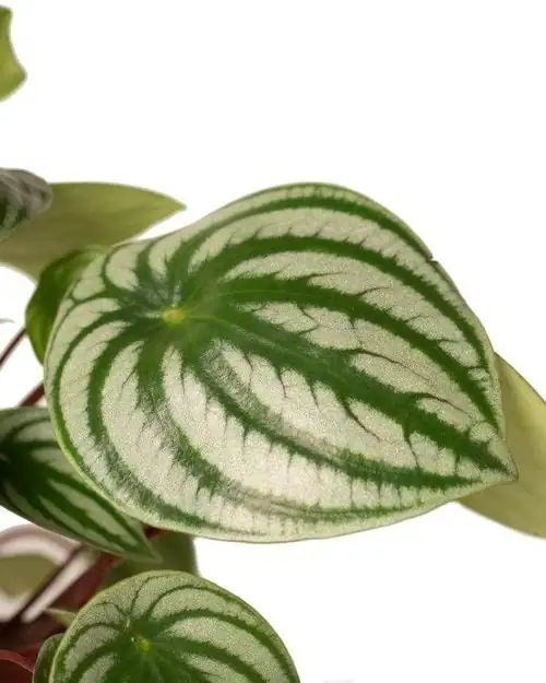 From Brazil’s Shaded Forest Floors to Your Desk: The Journey of Watermelon Peperomia
