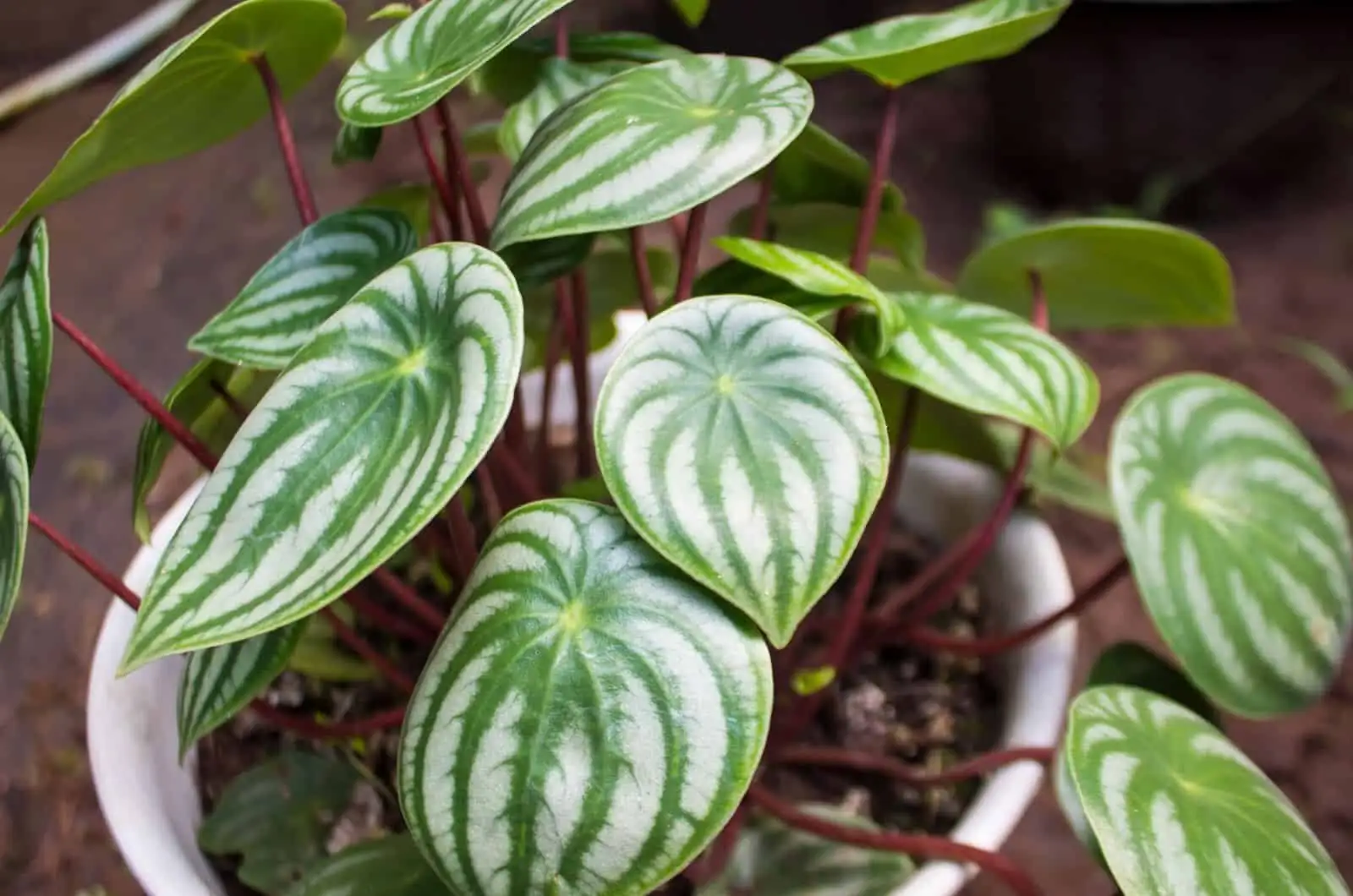 watermelon peperomia red petiole close-up