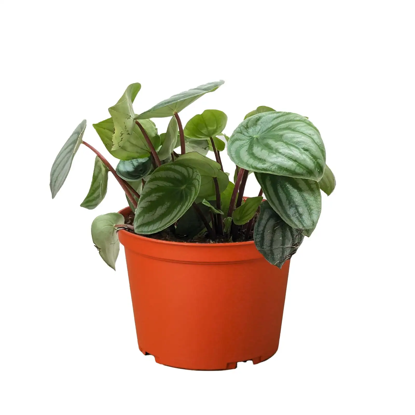 watermelon peperomia on office desk