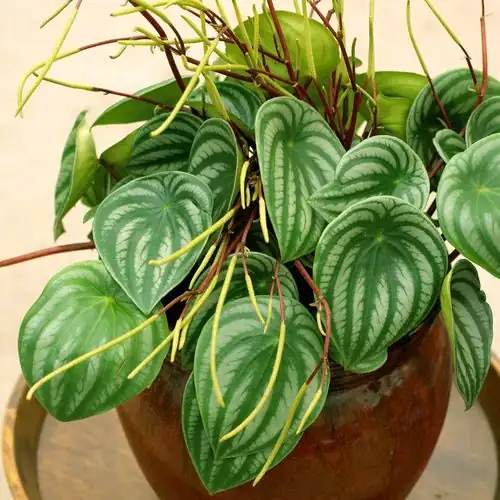 watermelon peperomia flower spike close-up