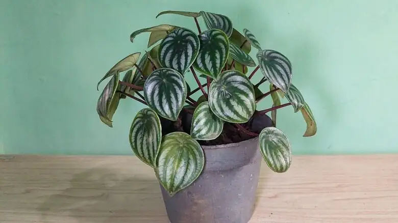 Rat‑Tail Flowers and Shareable Leaves: 7 Quirks You Didn’t Know about Watermelon Peperomia