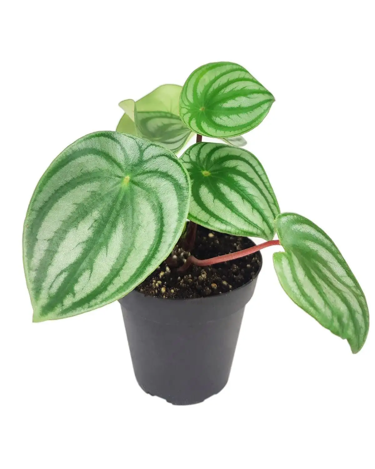 watermelon peperomia small terra cotta pot