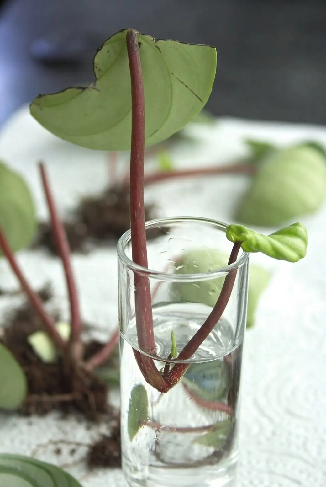watermelon peperomia leaf propagation perlite