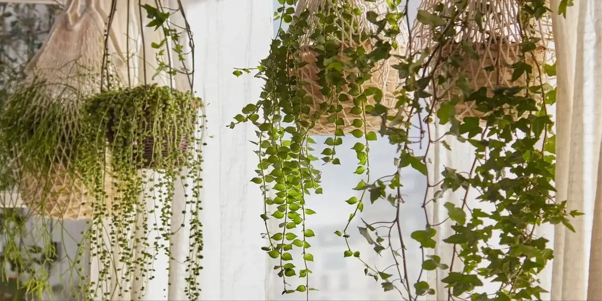 watermelon peperomia hanging planter bright window