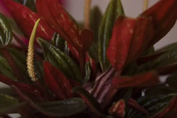 The ‘Watermelon’ Mood: Modern Flower Language, Feng Shui Vibes, and Why This Plant Feels So Cheerful