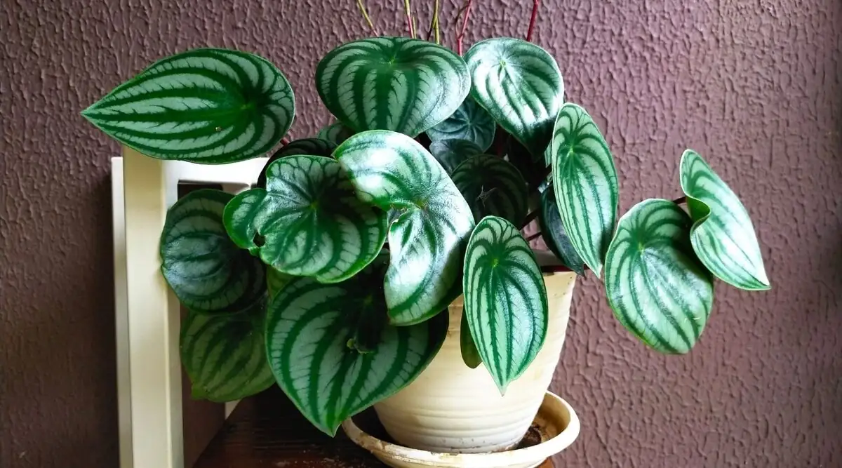 watermelon peperomia on windowsill
