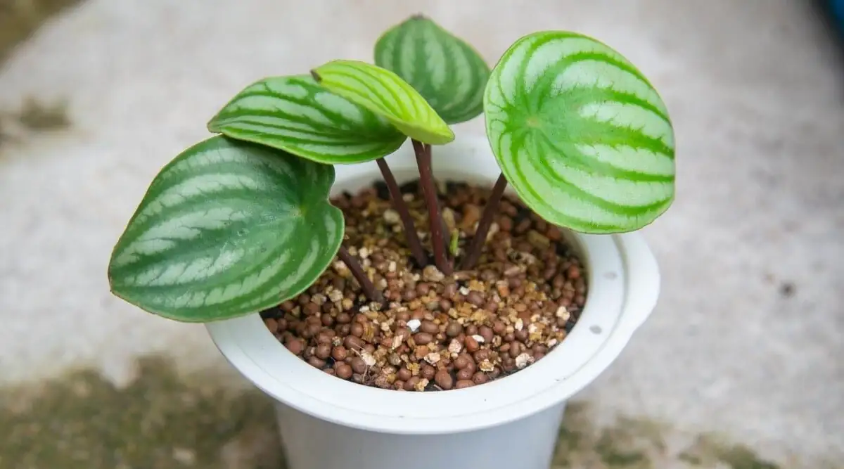 watermelon peperomia plantlets emerging close-up