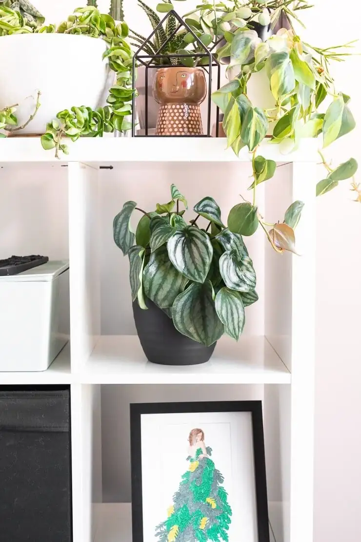 Small Space, Big Pattern: Styling Watermelon Peperomia on Shelves, Desks, and Hanging Planters