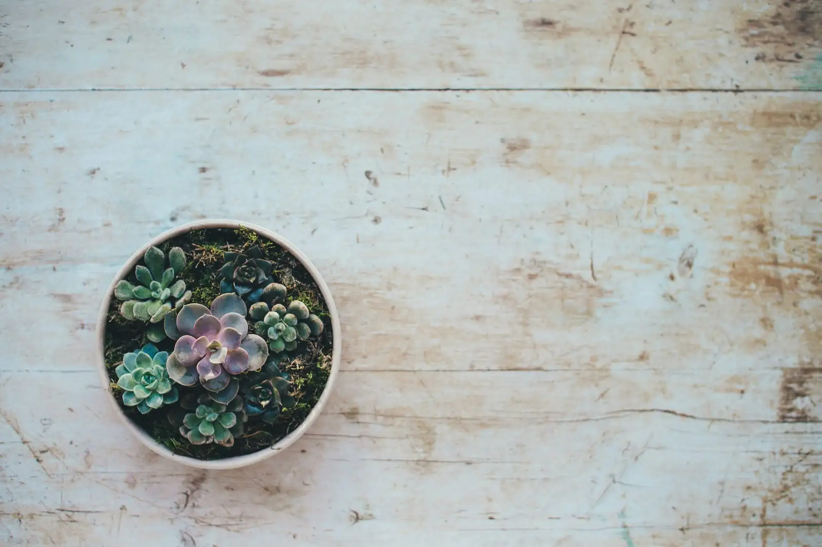 watermelon peperomia top view bowl planter