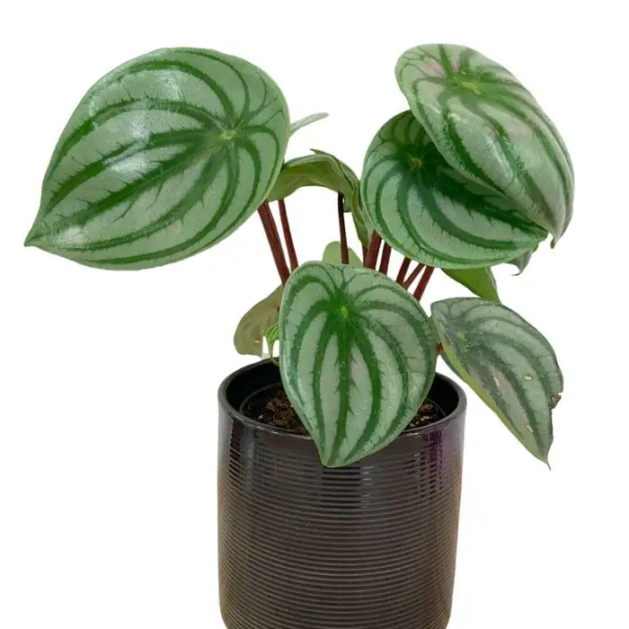 watermelon peperomia desk triangle composition
