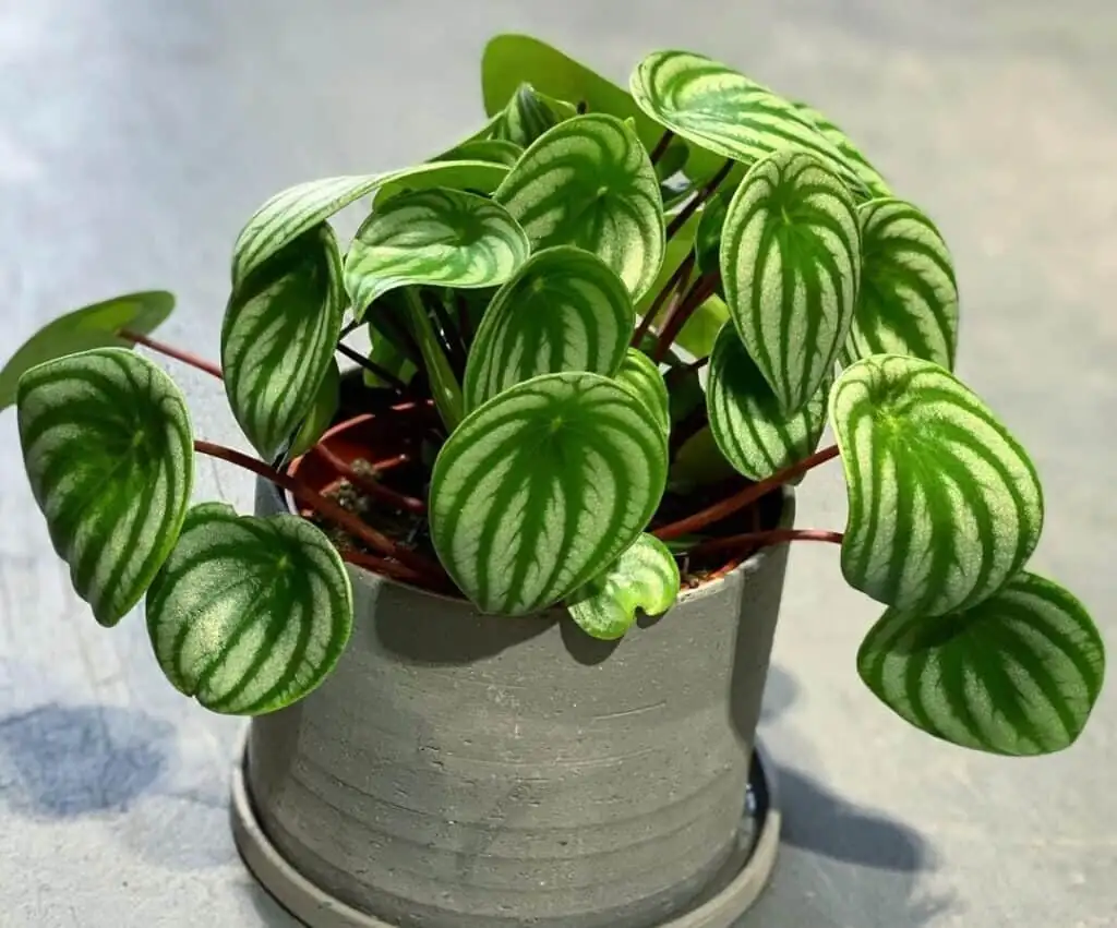 watermelon peperomia drooping leaves close up