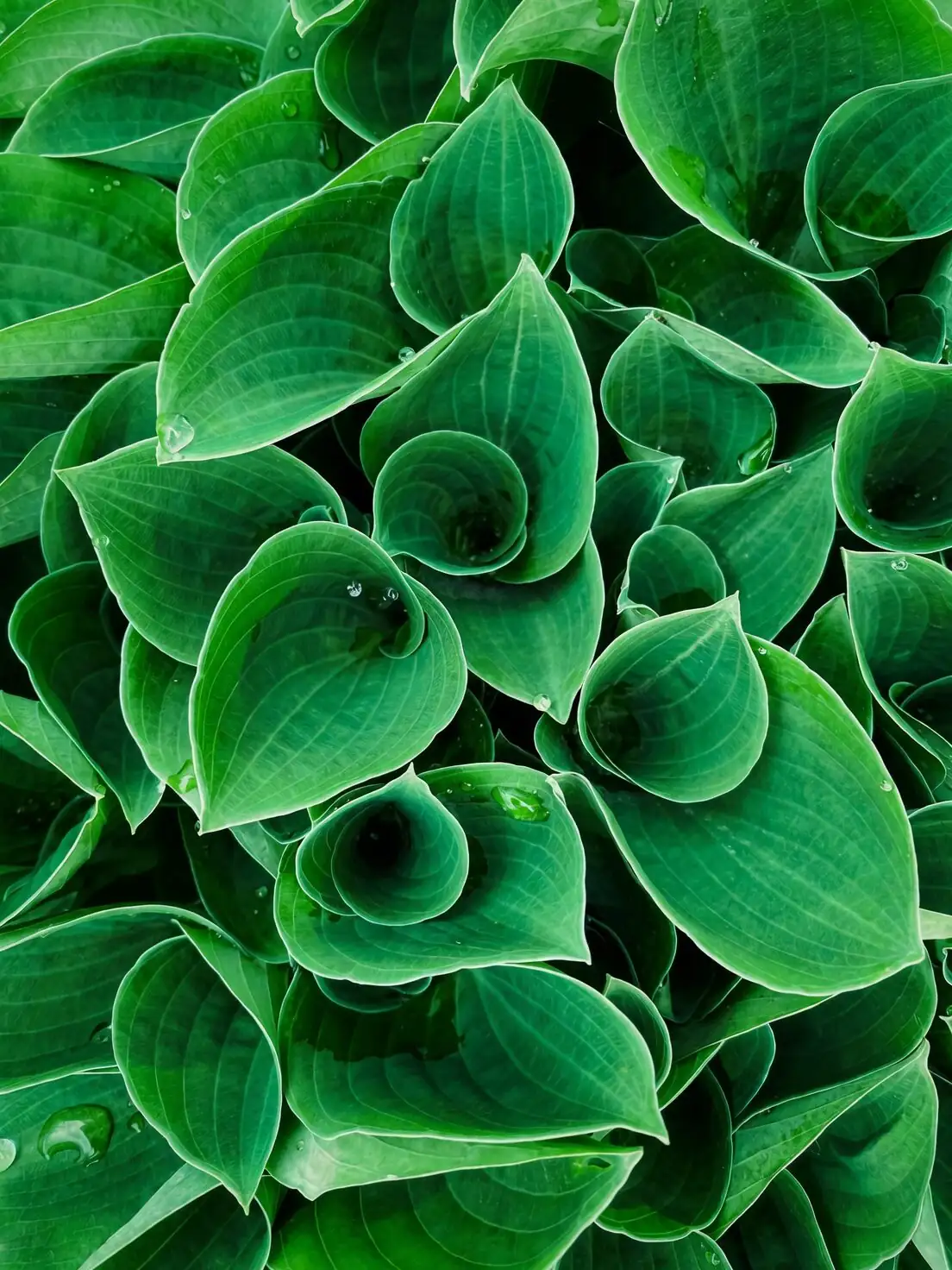 Spot the Keeper: How to Choose a Healthy Watermelon Peperomia at the Store