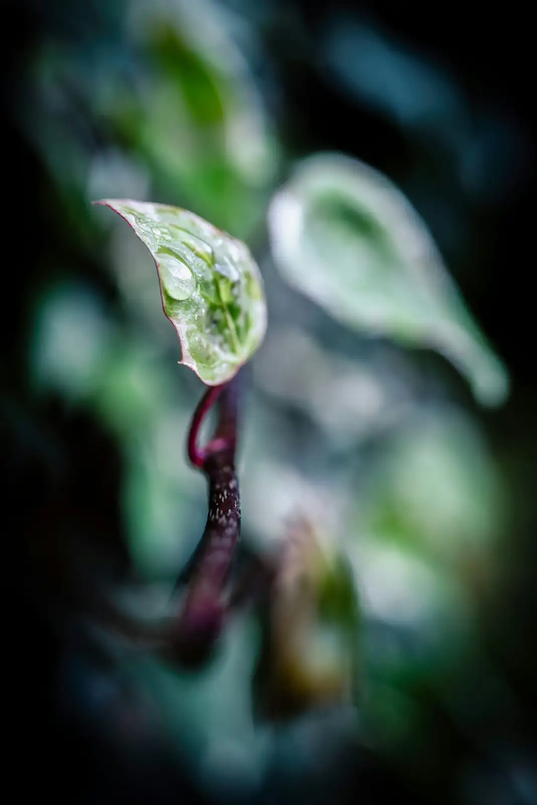 hands inspecting watermelon peperomia leaves
